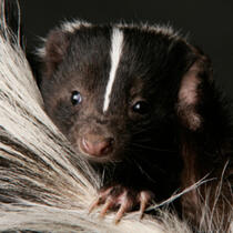 Winter Skunk